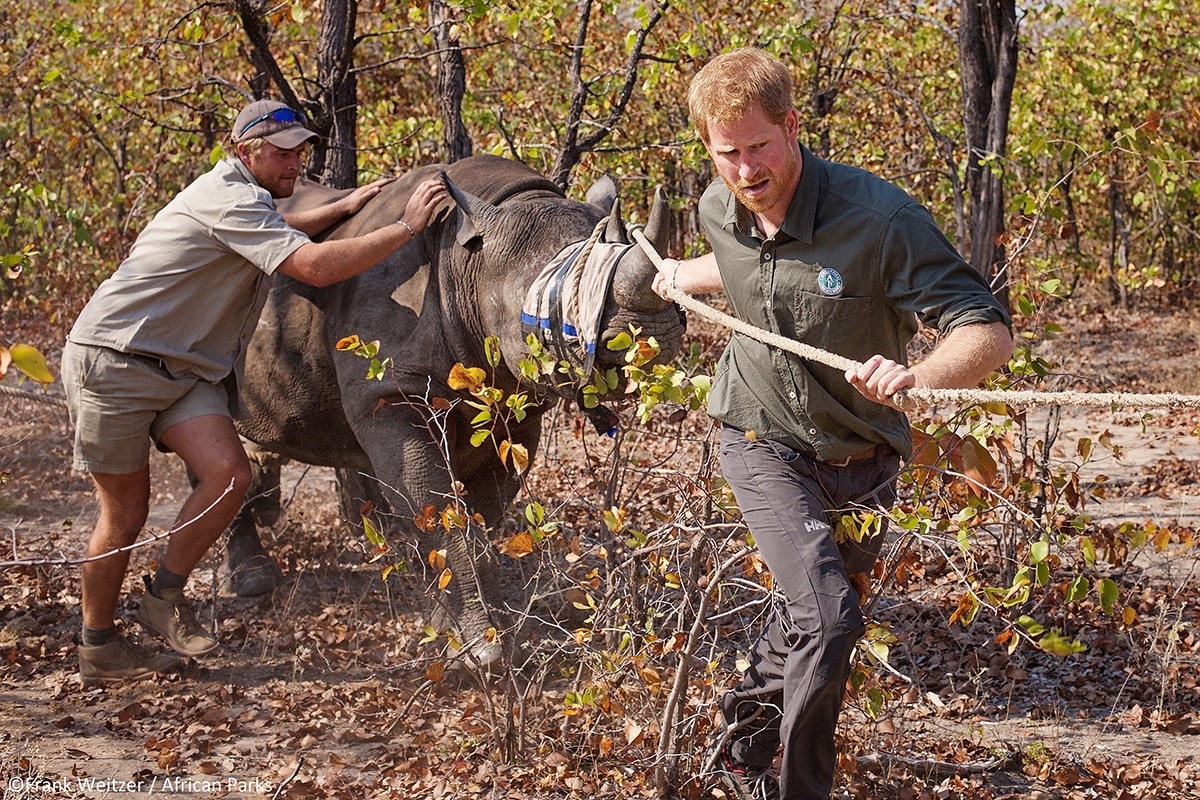 Prince Harry et African Parks