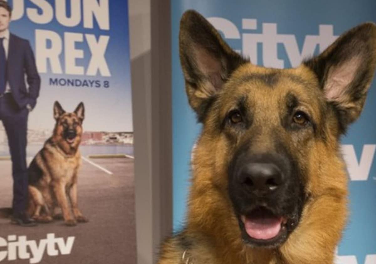 Hudson & Rex: Le chien policier dans la série est traité comme une star