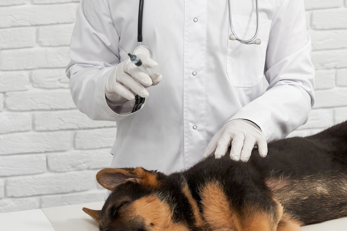 Un vétérinaire prend la décision d’euthanasier un chien sans autorisation préalable de son maître