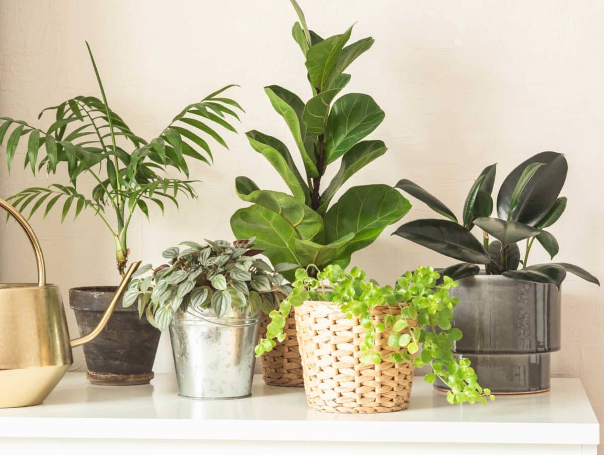 découvrez nos conseils et astuces pour prendre soin de vos plantes d'intérieur. apprenez à les arroser, les rempoter et les entretenir afin de les garder en pleine santé et embellir votre intérieur avec des touches de verdure.