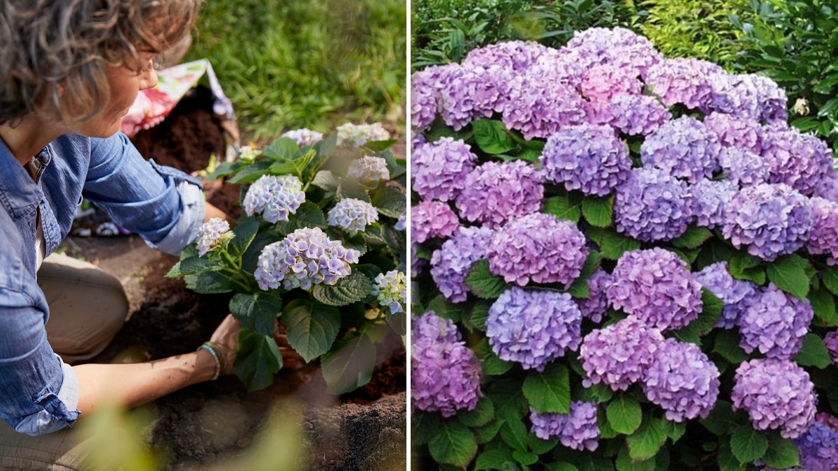 Hortensias : une méthode simple mais imparable pour avoir des fleurs magnifiques au printemps