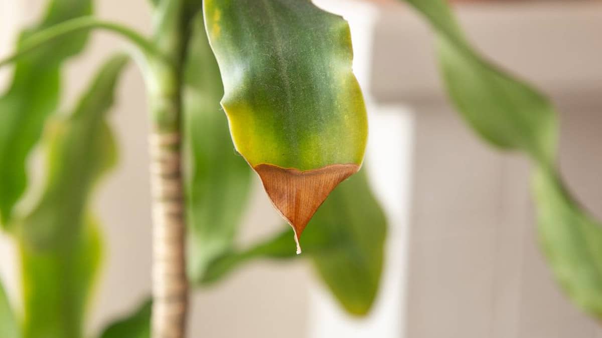 Quand les pointes de vos plantes d’intérieur s’assombrissent, vous devez impérativement réagir, voici pourquoi ?