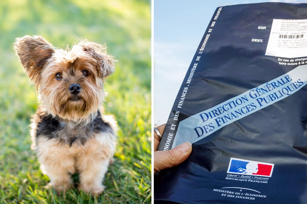 Animaux de compagnie : Vers une taxe dès 2025 qui pourrait atteindre 100€ pour un chien et 80€ pour un chat