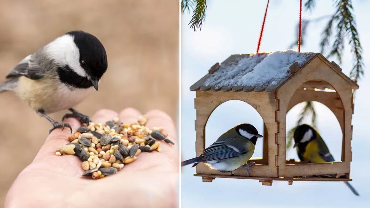 Jardin : Pourquoi vous devez impérativement arrêter de donner à manger aux oiseaux dès la fin février ?