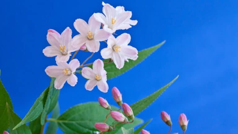 Deutzia