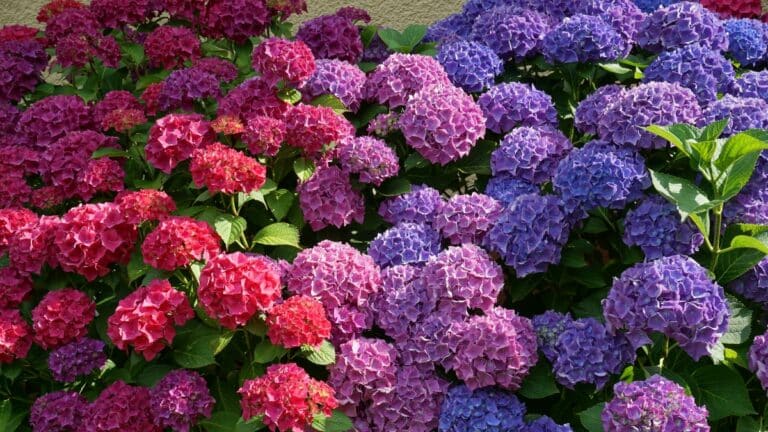 Hortensias