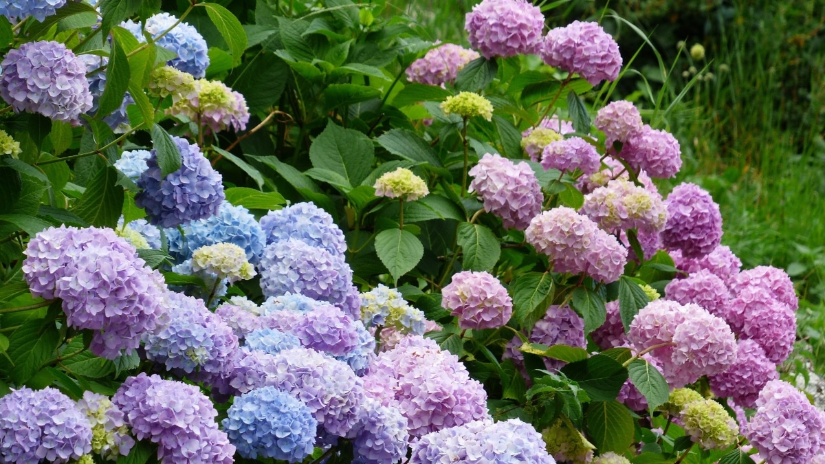 beaux Hortensias (1)