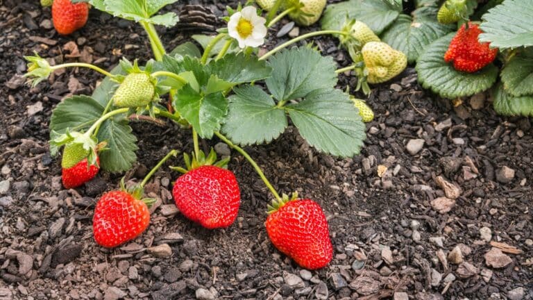 beaux fraisiers potager