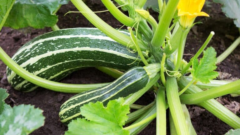 belles courgettes