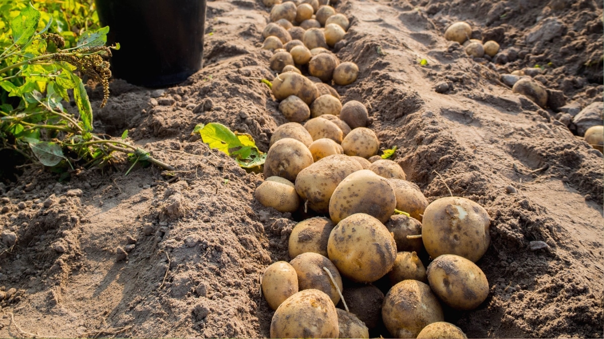 belles pommes de terre potager