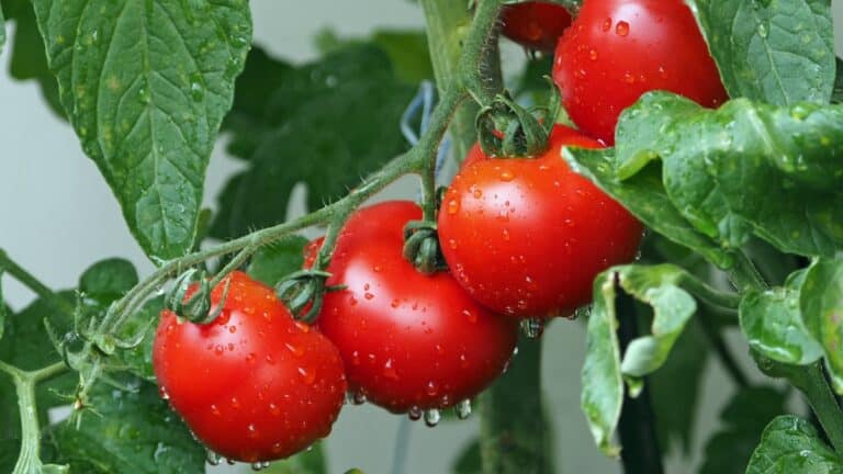 belles tomates