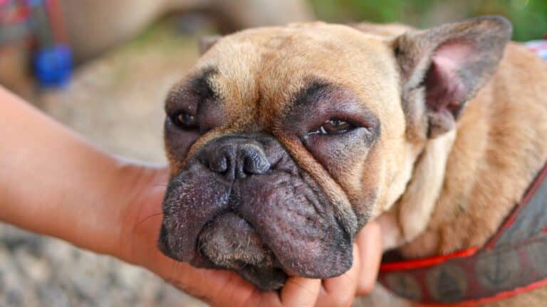 chien chenille
