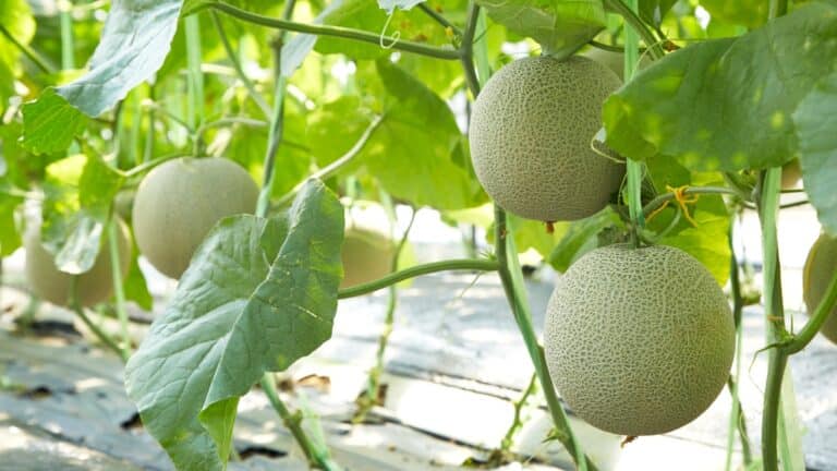 courge et melon