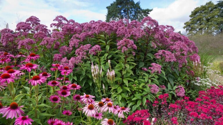 fleurs vivaces