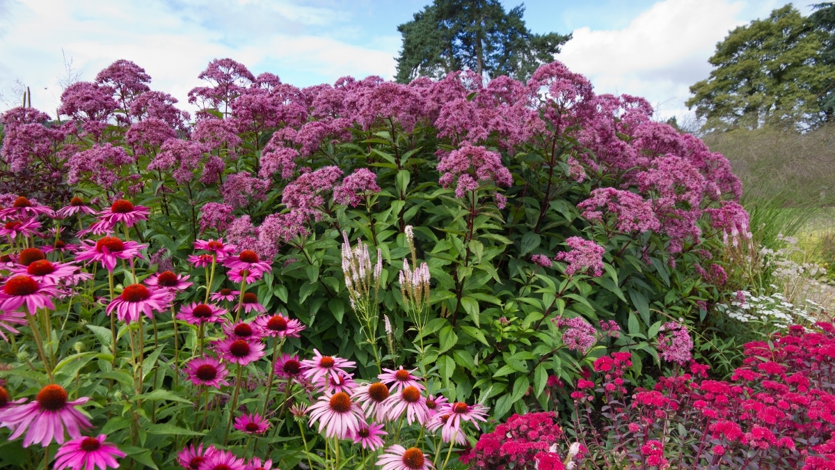 fleurs vivaces