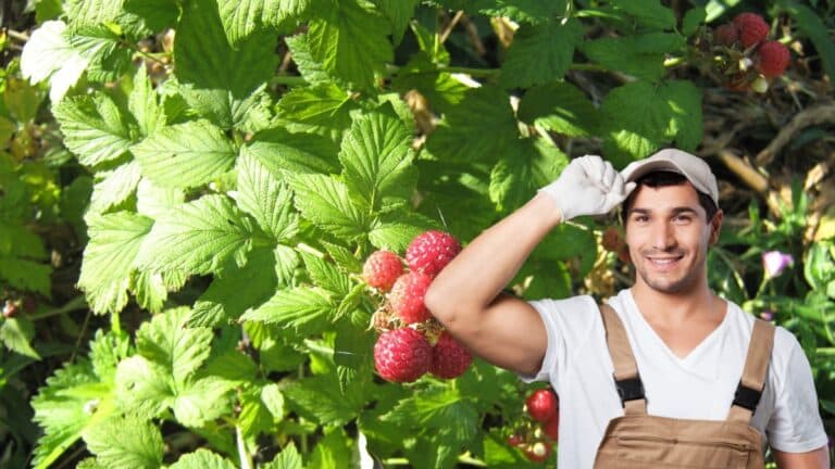 framboise