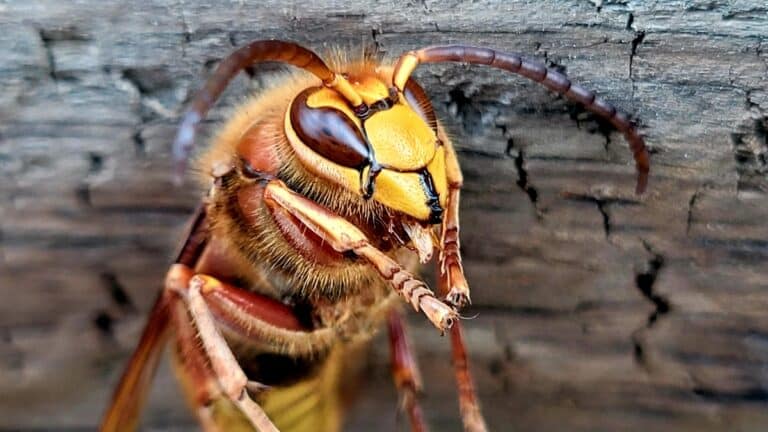 frelon asiatique