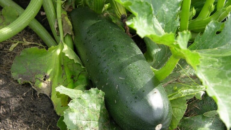 grosse courgette