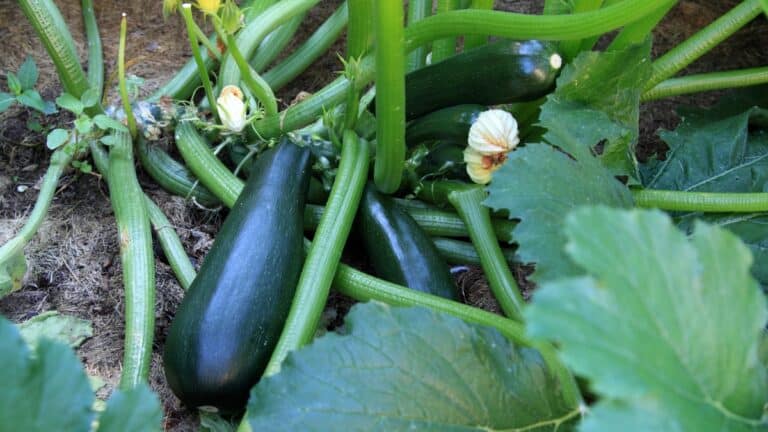 grosses courgettes
