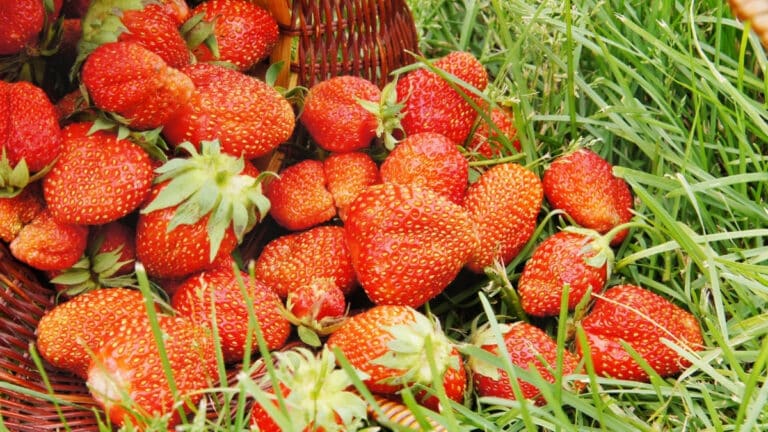 grosses fraises