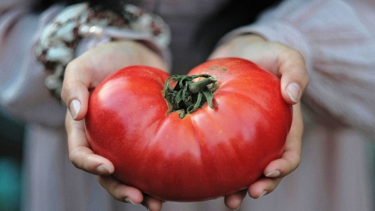 grosses tomates
