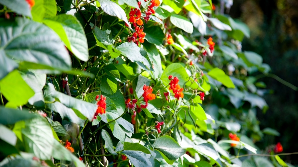 haricot d’Espagne