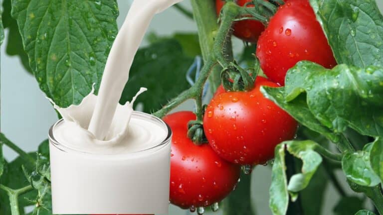 lait tomate (1)