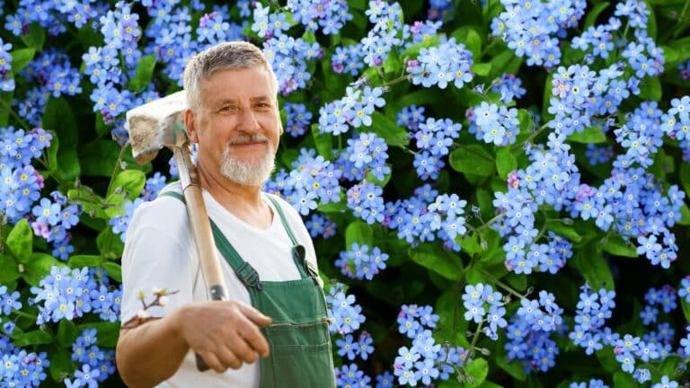 myosotis du Caucase