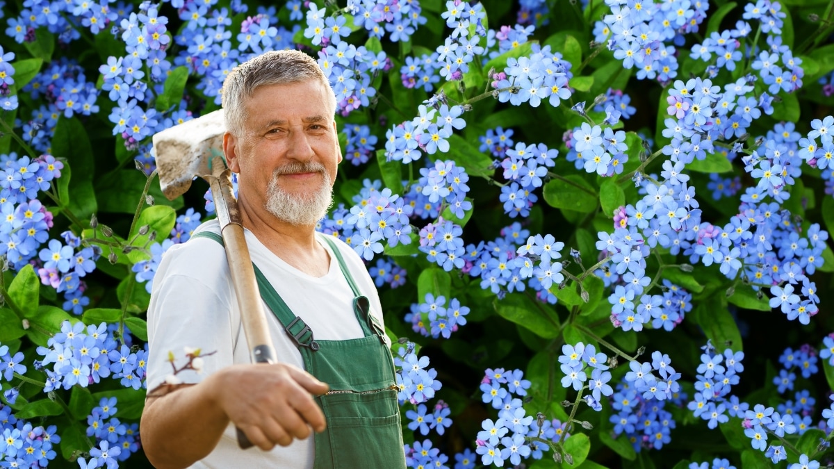 myosotis du Caucase
