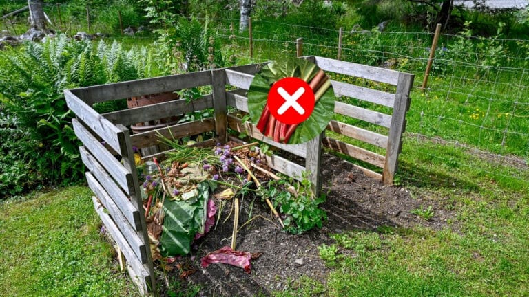pas de rhubarbe compost