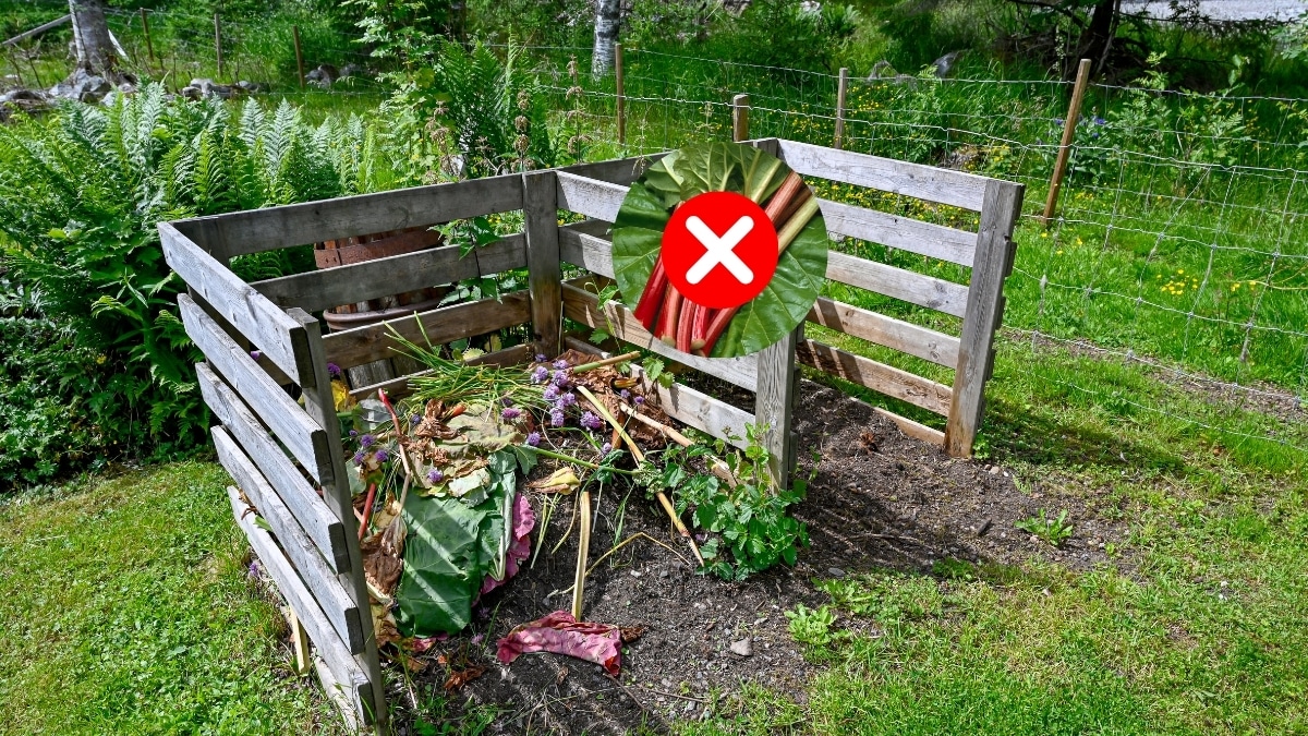 pas de rhubarbe compost