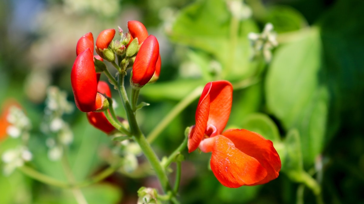 plante haricot d’Espagne