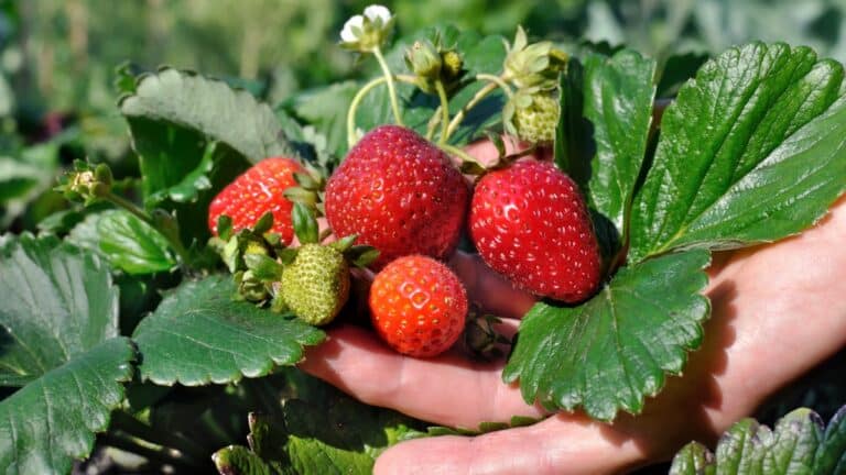 plants de fraises