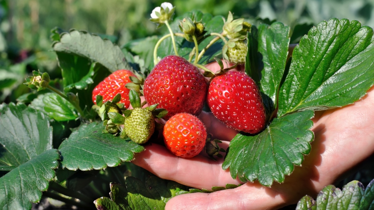 plants de fraises