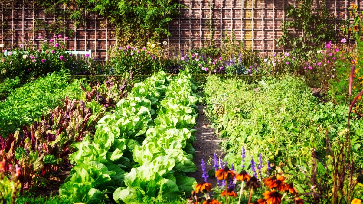 potager abondant