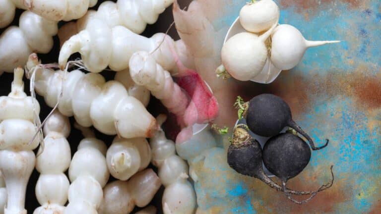 radis noir et crosnes