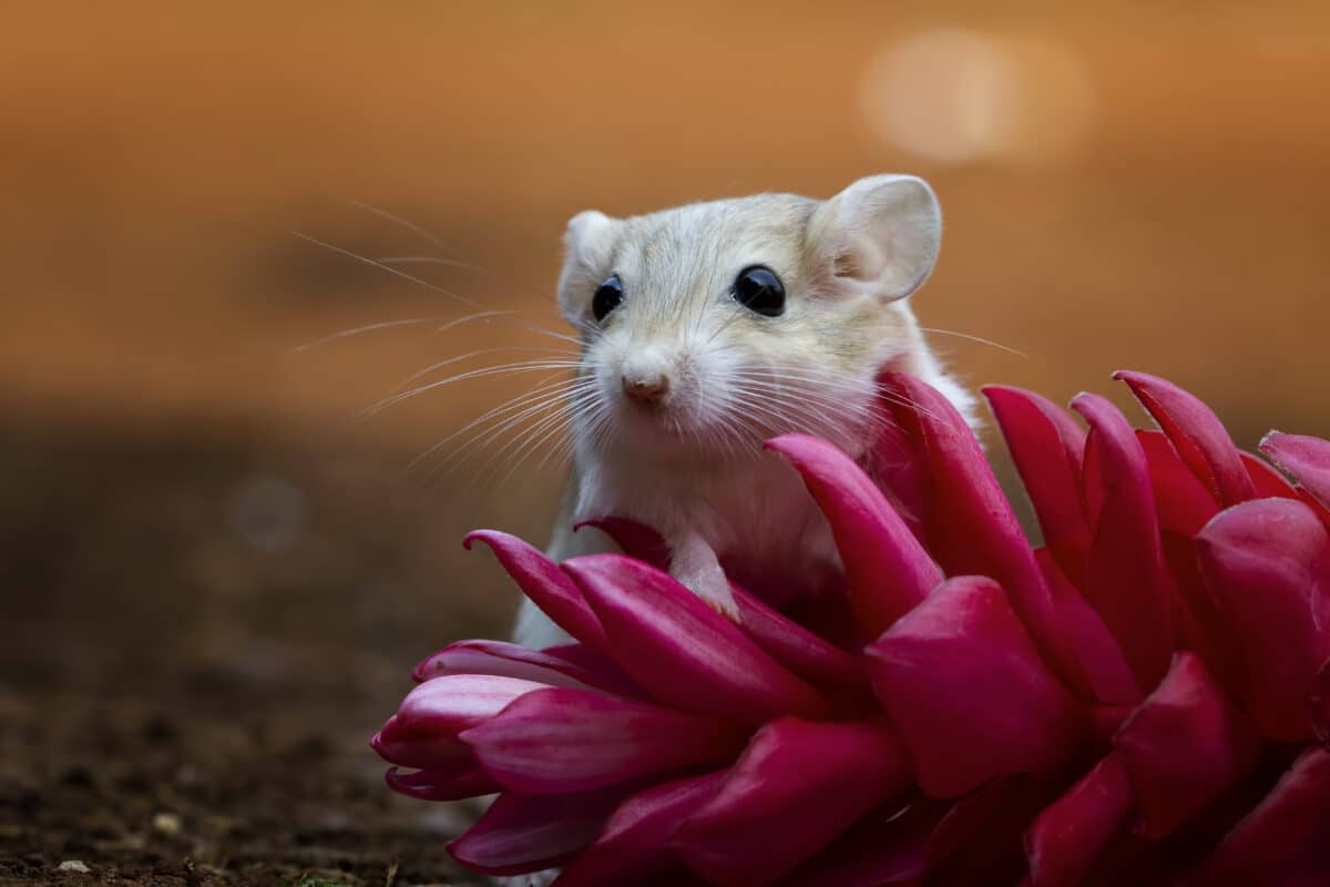 rats dans la maison