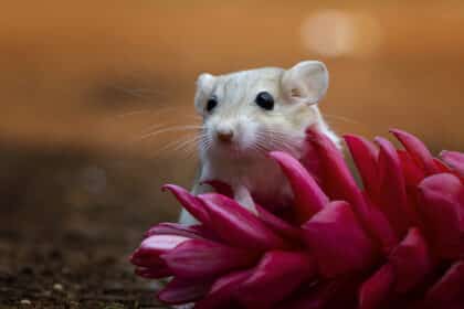 rats dans la maison
