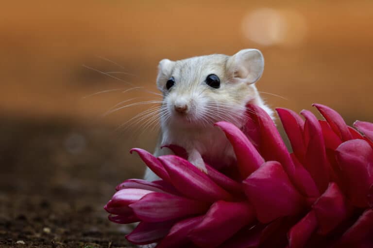 rats dans la maison