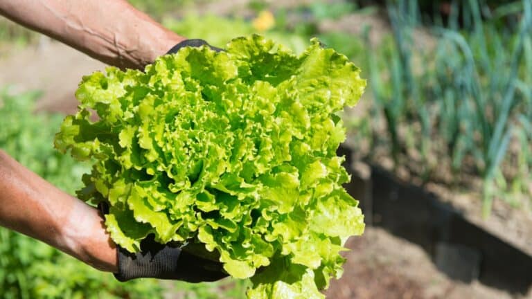 salade dans le potager