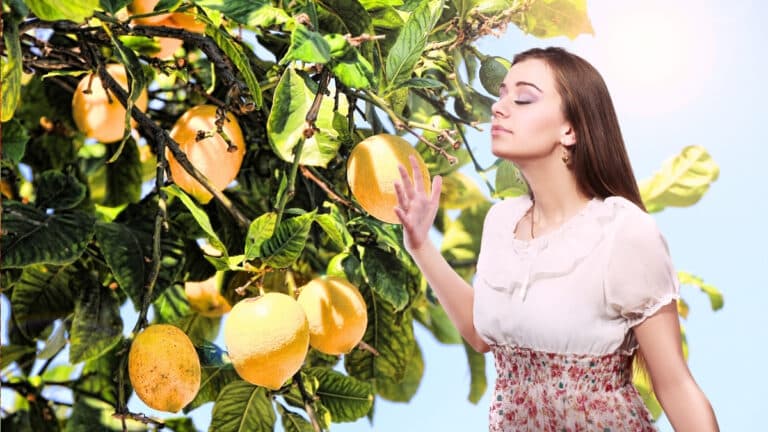 sent bon citron