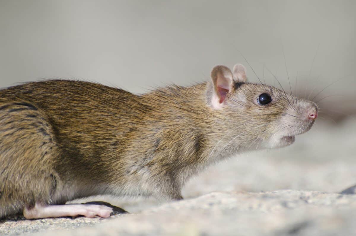 souris dans la maison