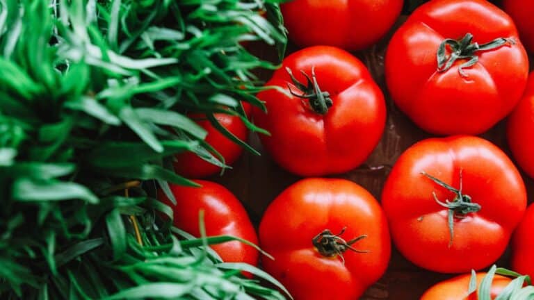 tomates du jardin