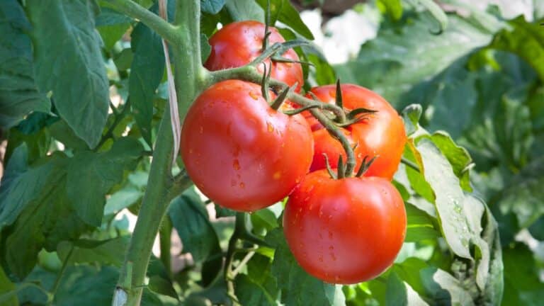 tomates ont grossi