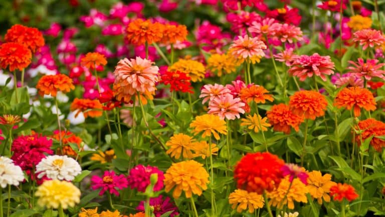 zinnias