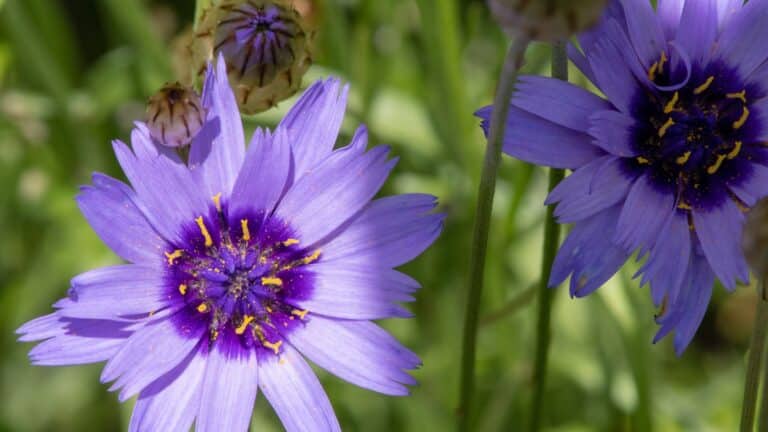 Catananche caerulea