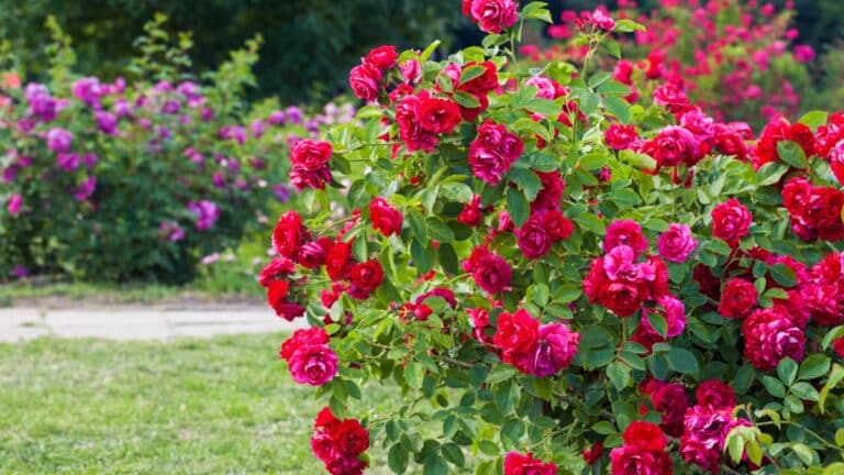 Rosiers