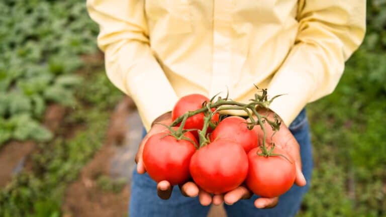 Tomates géantes