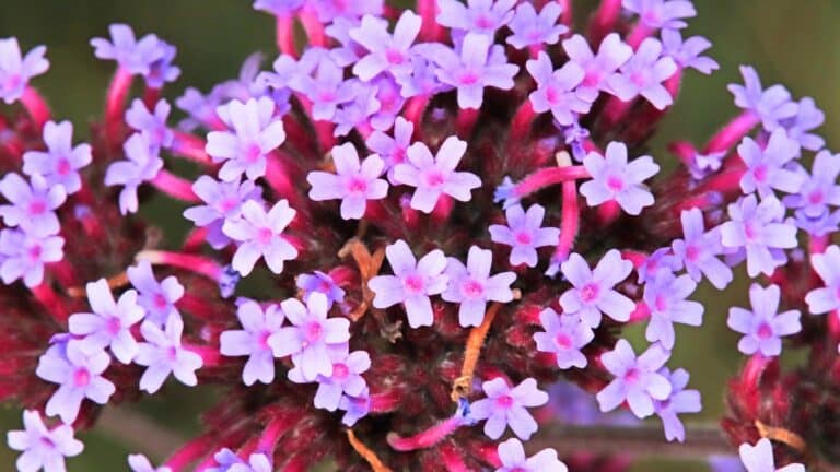 Verveine de Buenos Aires