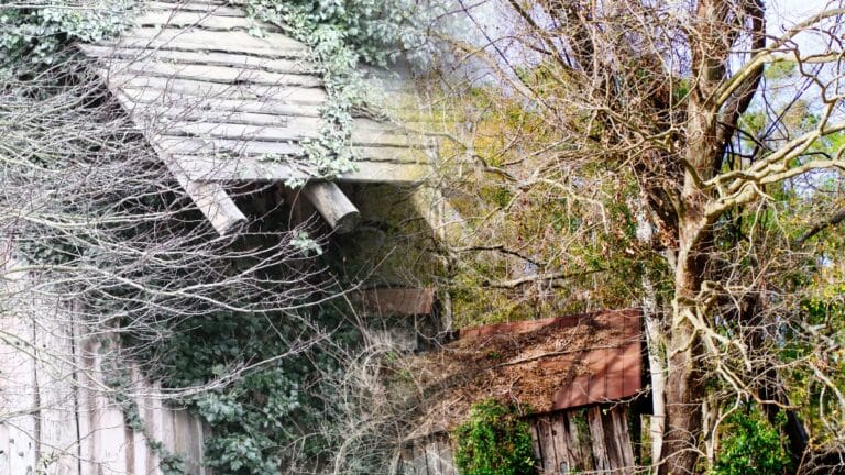 arbre détruit maison